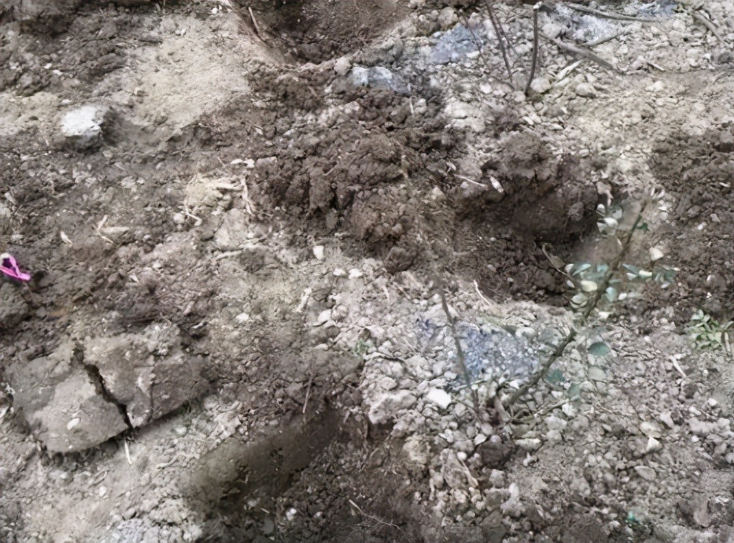 春天到了月季花咋还没开花,到了春天月季的枯叶不掉怎么办