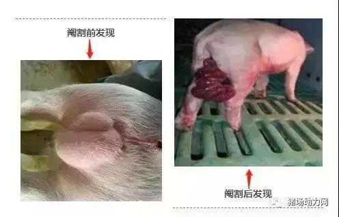 小猪肚脐疝气处理方法,小猪有疝气应该怎么治疗