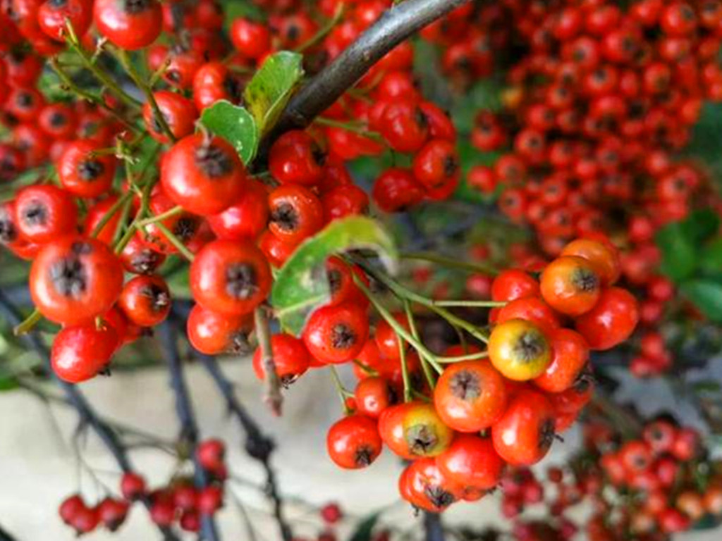 铺地蜈蚣，雪压枝头伴果红，不管盆栽还是盆景，都是冬日有趣风景
