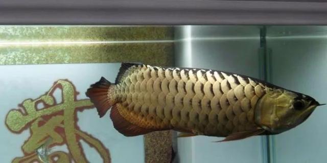 做缸技术难点,做缸的正确方法