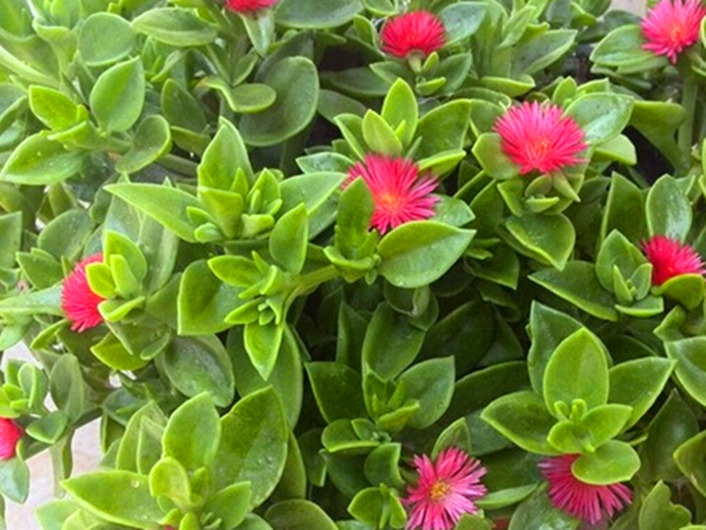 牡丹吊兰开花是什么原因,牡丹吊兰开花时需要什么肥