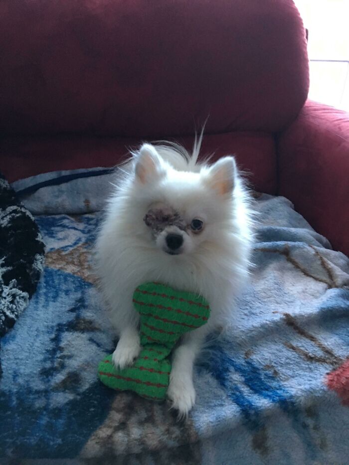 很多狗在一起合照,狗狗和小动物合影