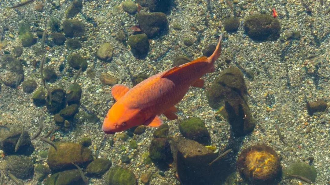 熊本一日游旅游攻略,熊本旅游攻略自由行