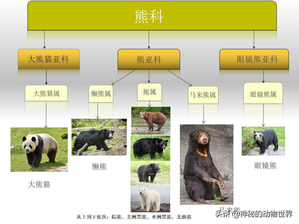 大熊猫为什么不专门吃窝窝头,大熊猫为什么会变为食草动物