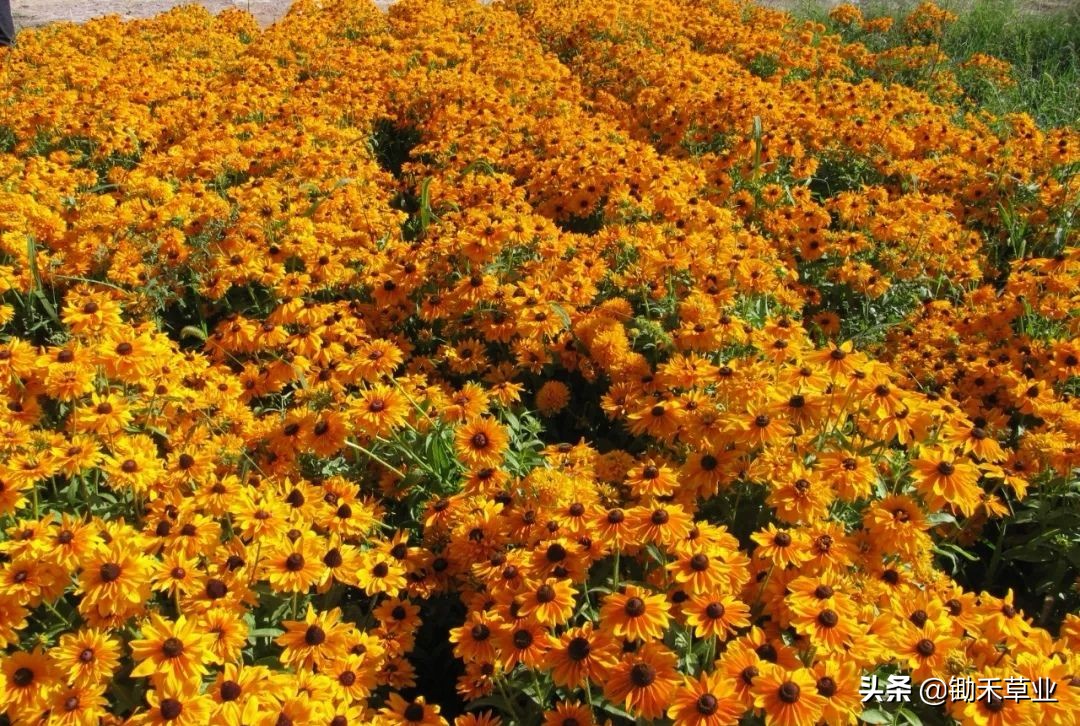 不低头始终向阳-黑心菊