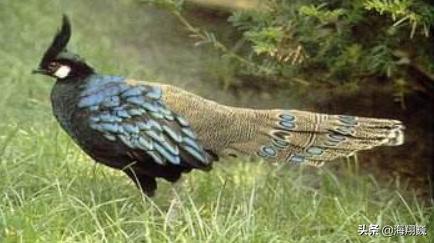 山海经第五卷小说,山海经第五篇