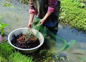 养小龙虾最好的懒汉模式养殖技术,2022年小龙虾养殖技术成本与利润