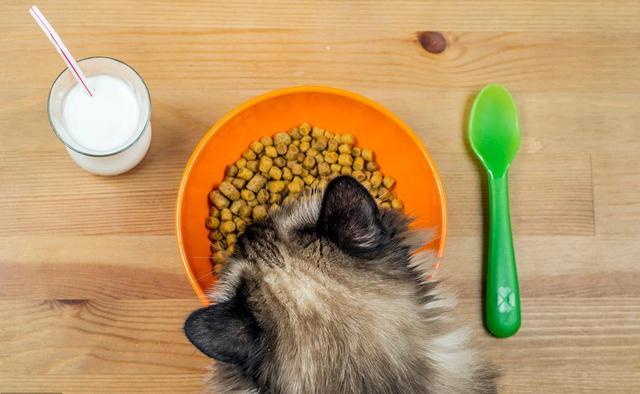 平时给猫吃什么比较好,可以每天给猫吃肉吗