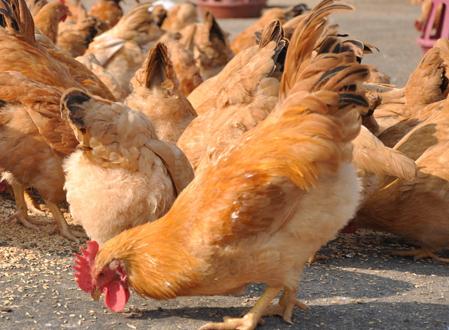 蛋鸡滑液囊支原体危害,鸡滑液囊支原体感染