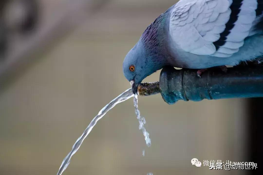 鸟类的产热结构,鸟类的结构特点有哪些