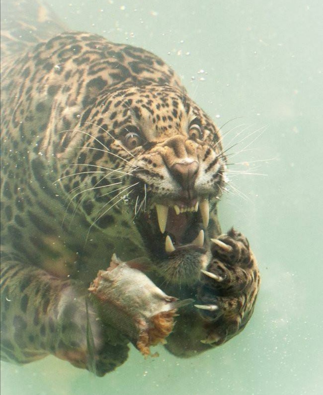 花豹捕食猎豹全过程,猎豹牛羚捕杀技巧