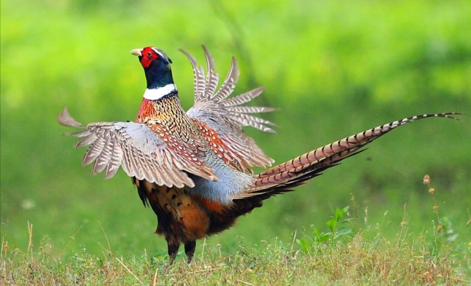 东江揽胜,惠州淡水常见鸟类图谱