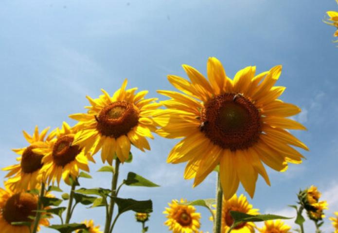 宁夏喜欢吃羊肉,宁夏吃羊肉喝什么