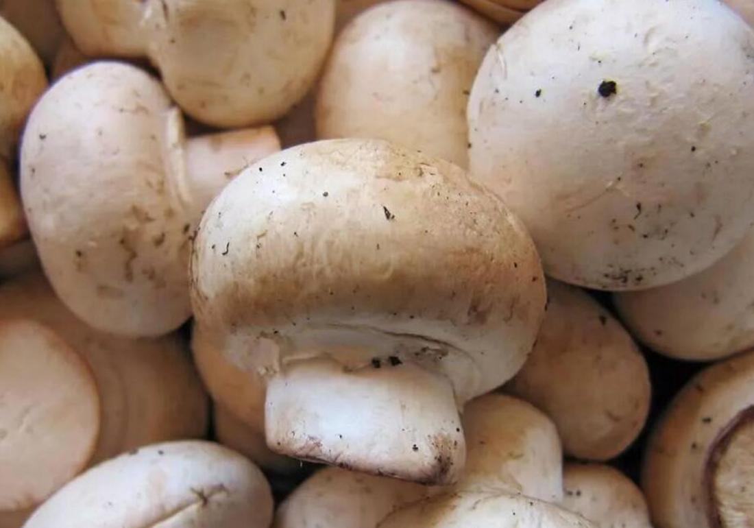 蘑菇的种植和繁殖,蘑菇种植如何配制基料