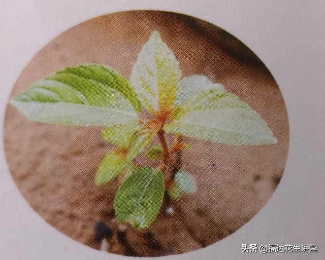 南阳唐河县毕店210亩春花生，杂草众多该如何防治？莎草马唐铁苋