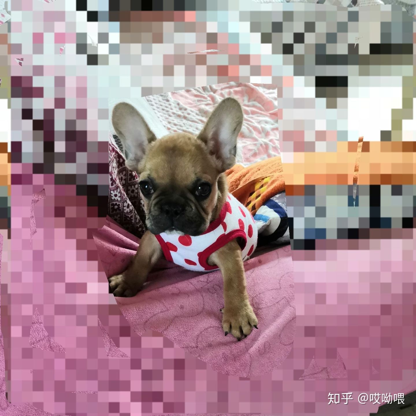 两个月狗细小病毒治疗最佳方案,两个月的法斗感冒初期症状