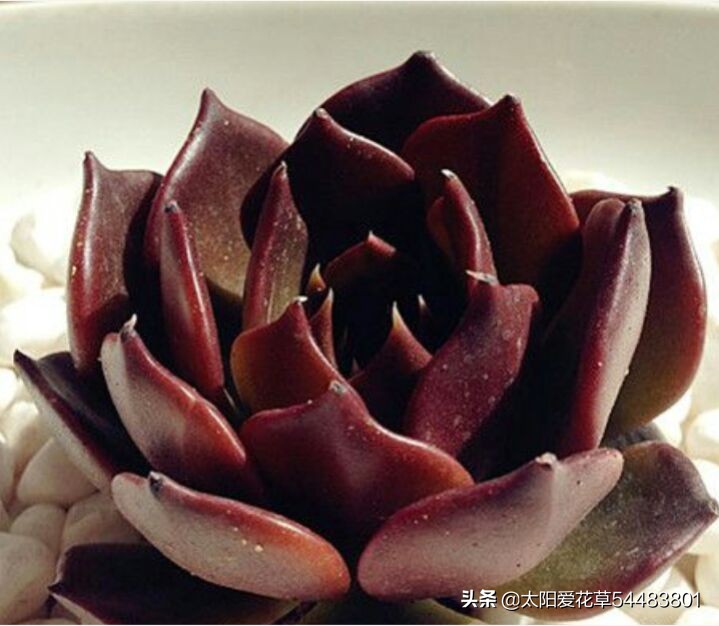 黑王子怎么养护多肉,夏季怎么养多肉黑法师避免成光杆