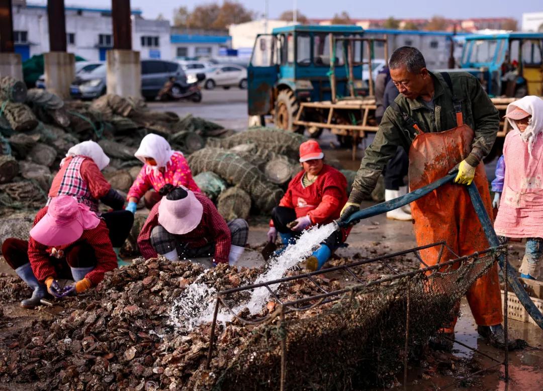 荣成扇贝分苗视频,秋冬种植忙播种来年新希望