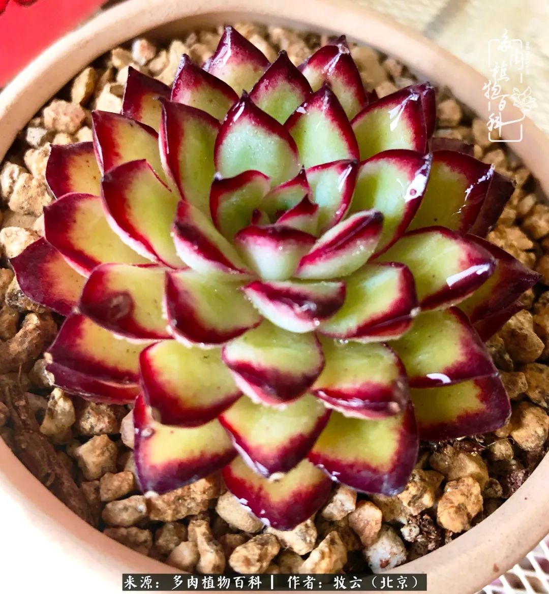 多肉植物一样的生机勃勃,多肉生活充满诗意