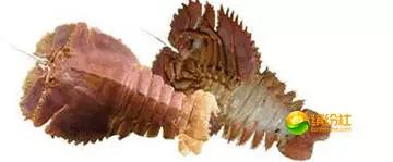 舟山海鲜攻略2天3晚吃什么,舟山海鲜代加工攻略