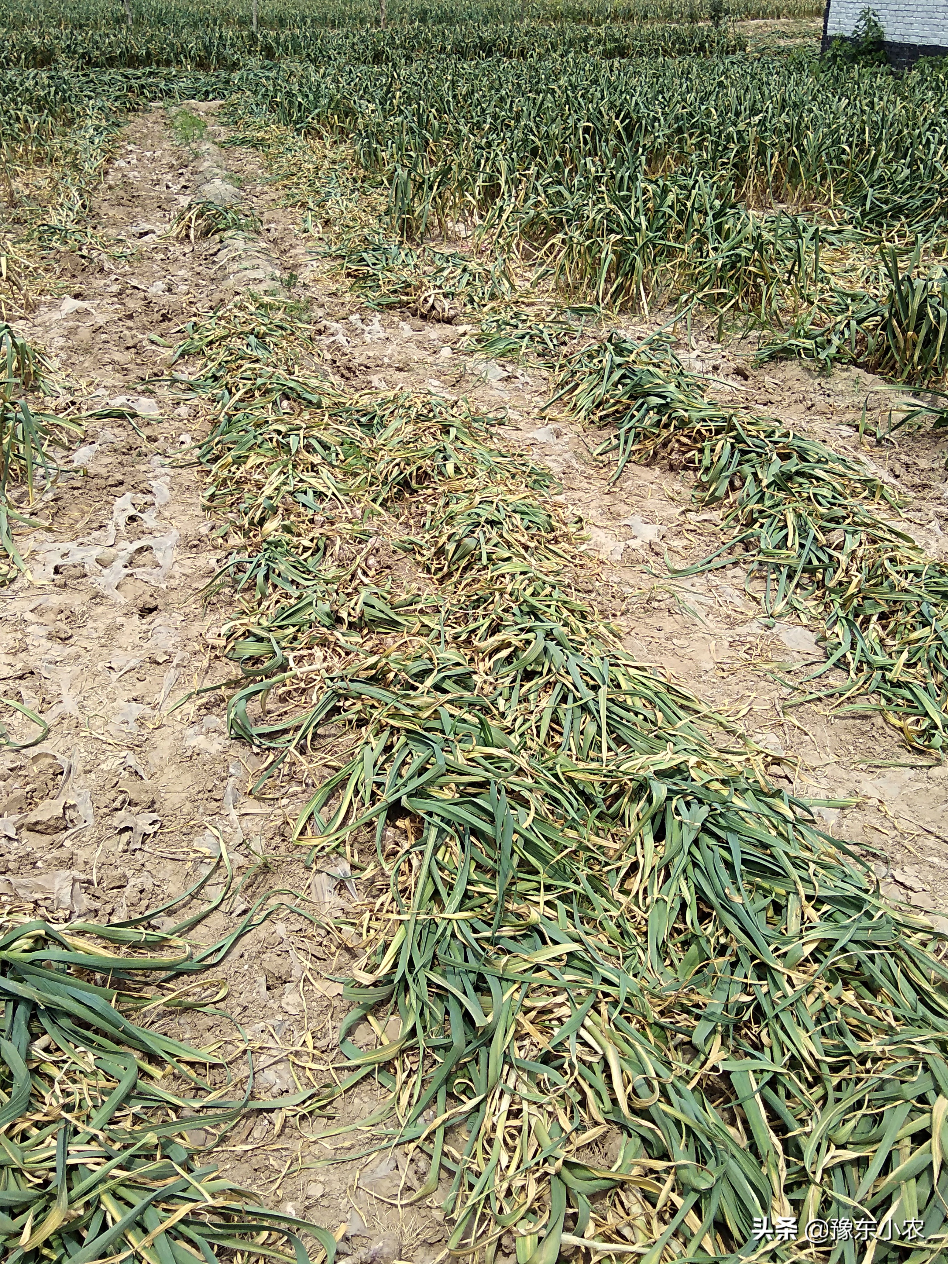 大蒜收获后怎么晾晒,大蒜收获了怎么晾晒