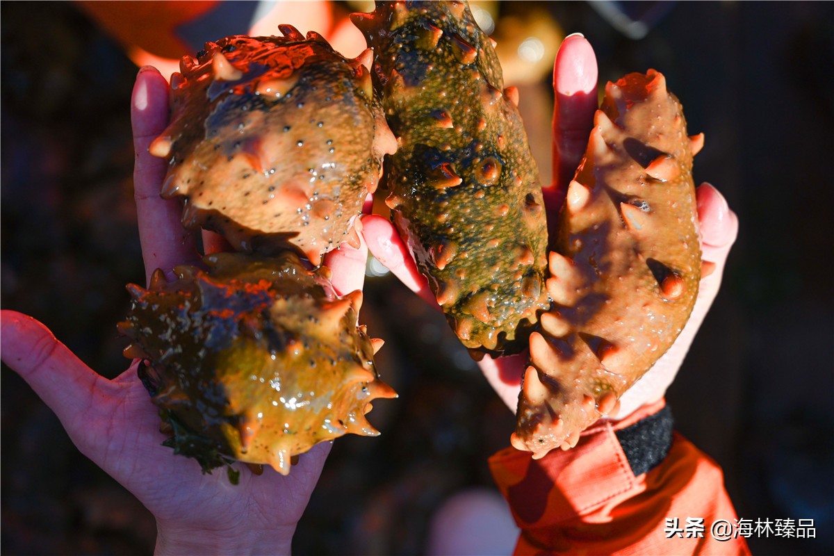 野生海参探店,野生海参采捕视频大全