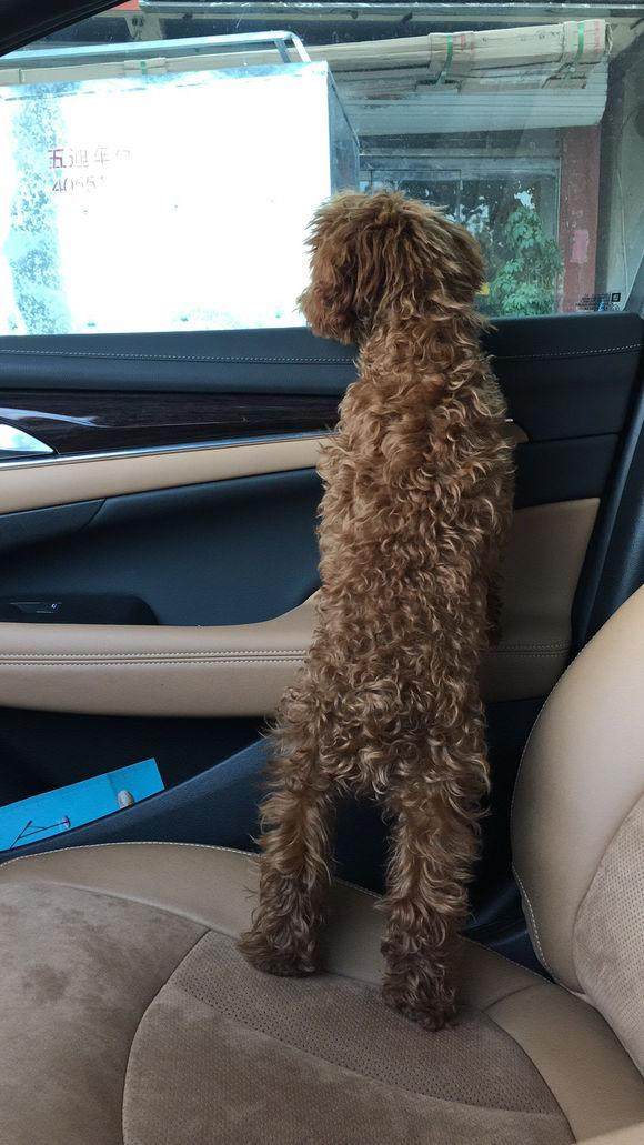 养了一只狗总咬人,泰迪咬人还能再继续养吗