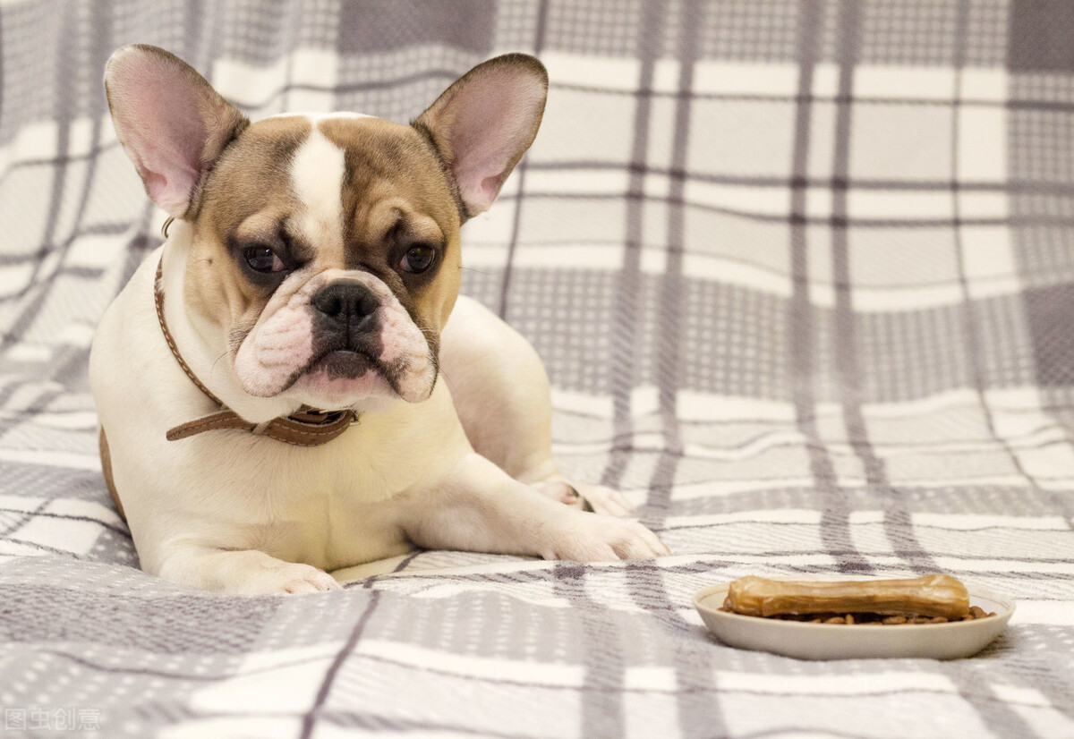 不听话的狗如何驯服,如何引导宠物狗不发脾气
