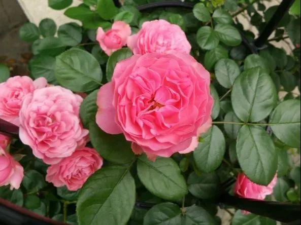 20种必买月季品种图片,网购月季有哪些品种好活