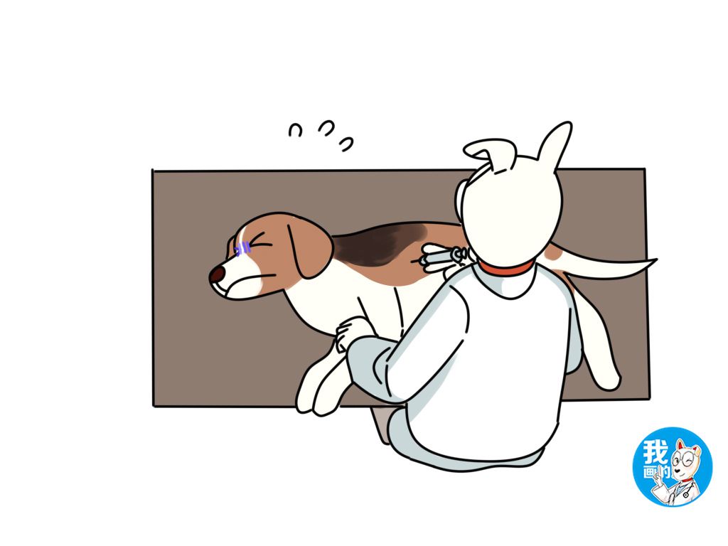 比格犬性格好不好,比格犬为什么是实验犬