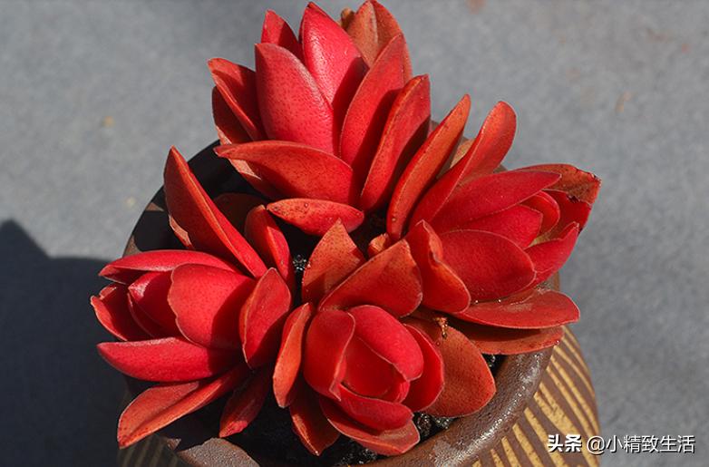 盘点6种适合秋天养的多肉,适合一年四季阳台养的多肉植物