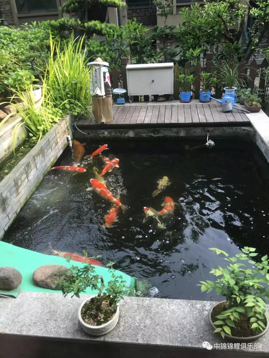 北京室外地上鱼池怎么过冬,东北户外鱼池过冬