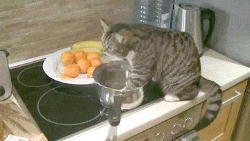 两个月的猫咪吃泡粮好还是干粮,猫咪喂粮应该都喂些什么