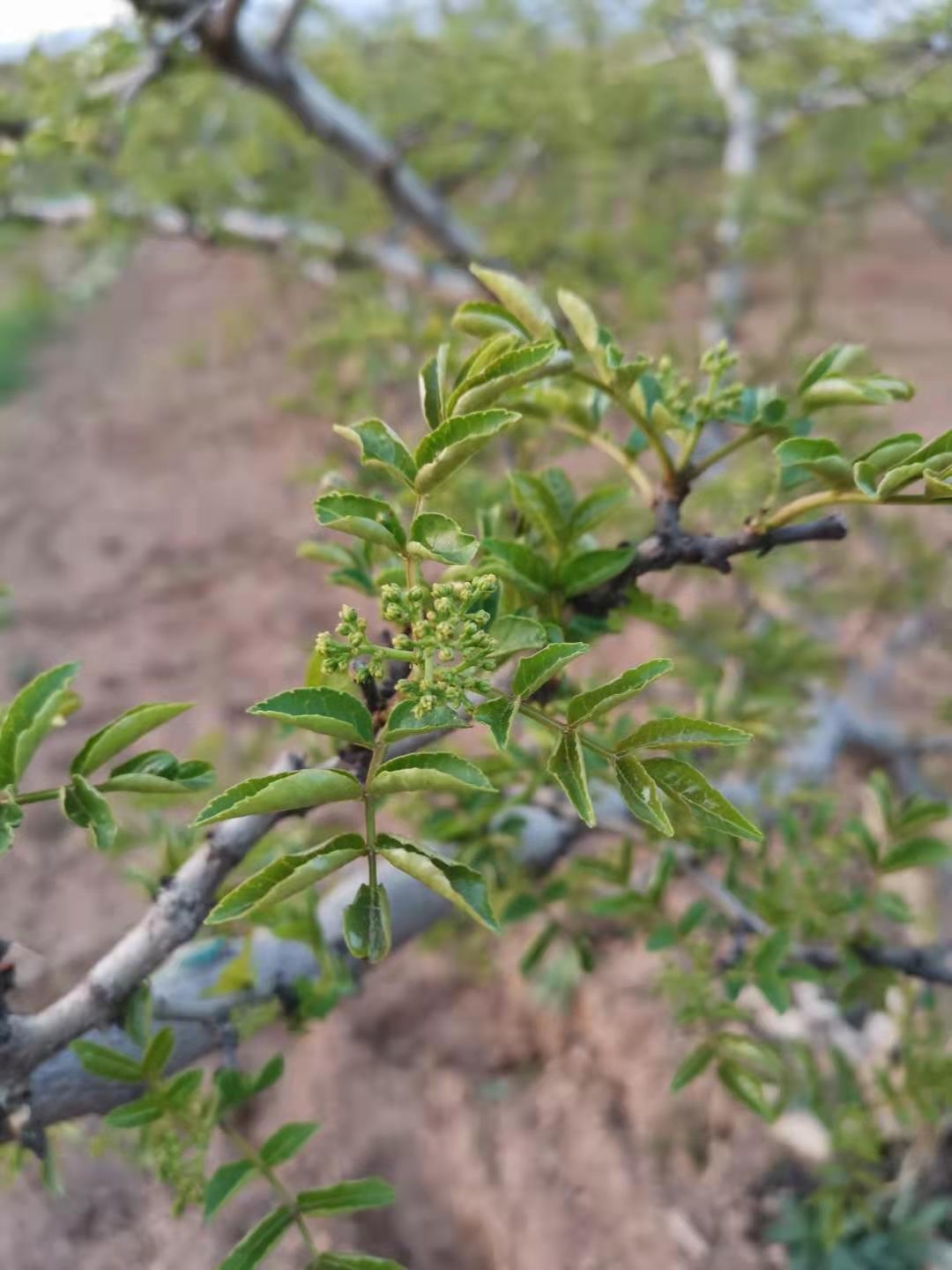 花椒助农的方法和措施是什么,椒农谈花椒