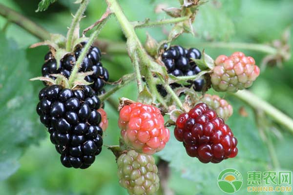 高产大黑莓,黑莓种植方法和技术
