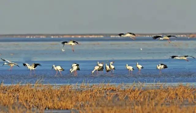 回顾东方白鹳迁徙路上的生存困境,东方白鹳在哪里栖息