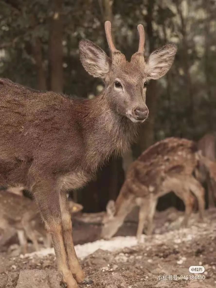 有着双重人生的小城青田，你对它的实力一无所知