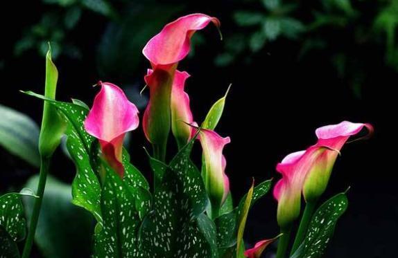 马蹄莲的养护要点和方法是什么,马蹄莲的养殖技巧与方法图解