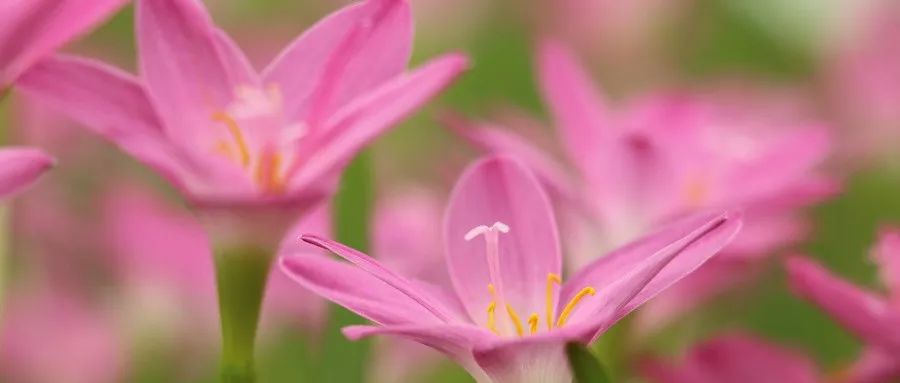 古方温经汤:滋养女人的超级养颜方