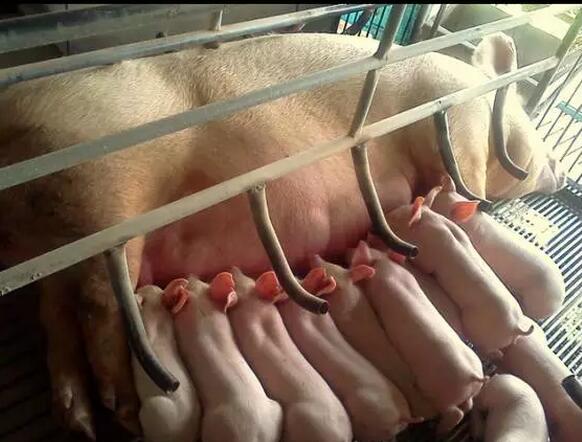 母以子贵怎么回事,母以子贵的后果