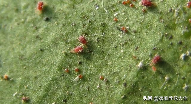 养花虫子怎么消灭最快,养花总招虫记住这几招