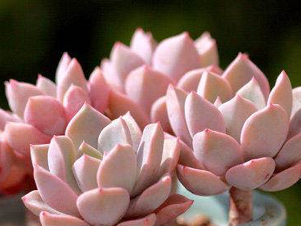 多肉水浇多了怎么办呢,多肉水浇多了怎么补救