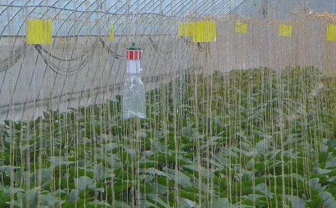 最全杀虫剂用药指南,二十种常用杀虫剂全介绍