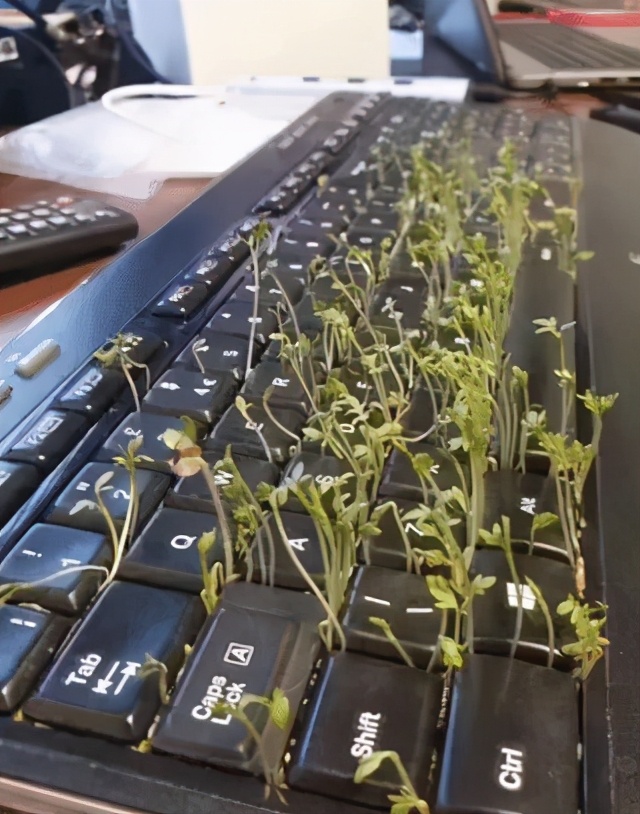 为什么要挂个锤子在墙上,第一次去男朋友家看到墙上挂什么