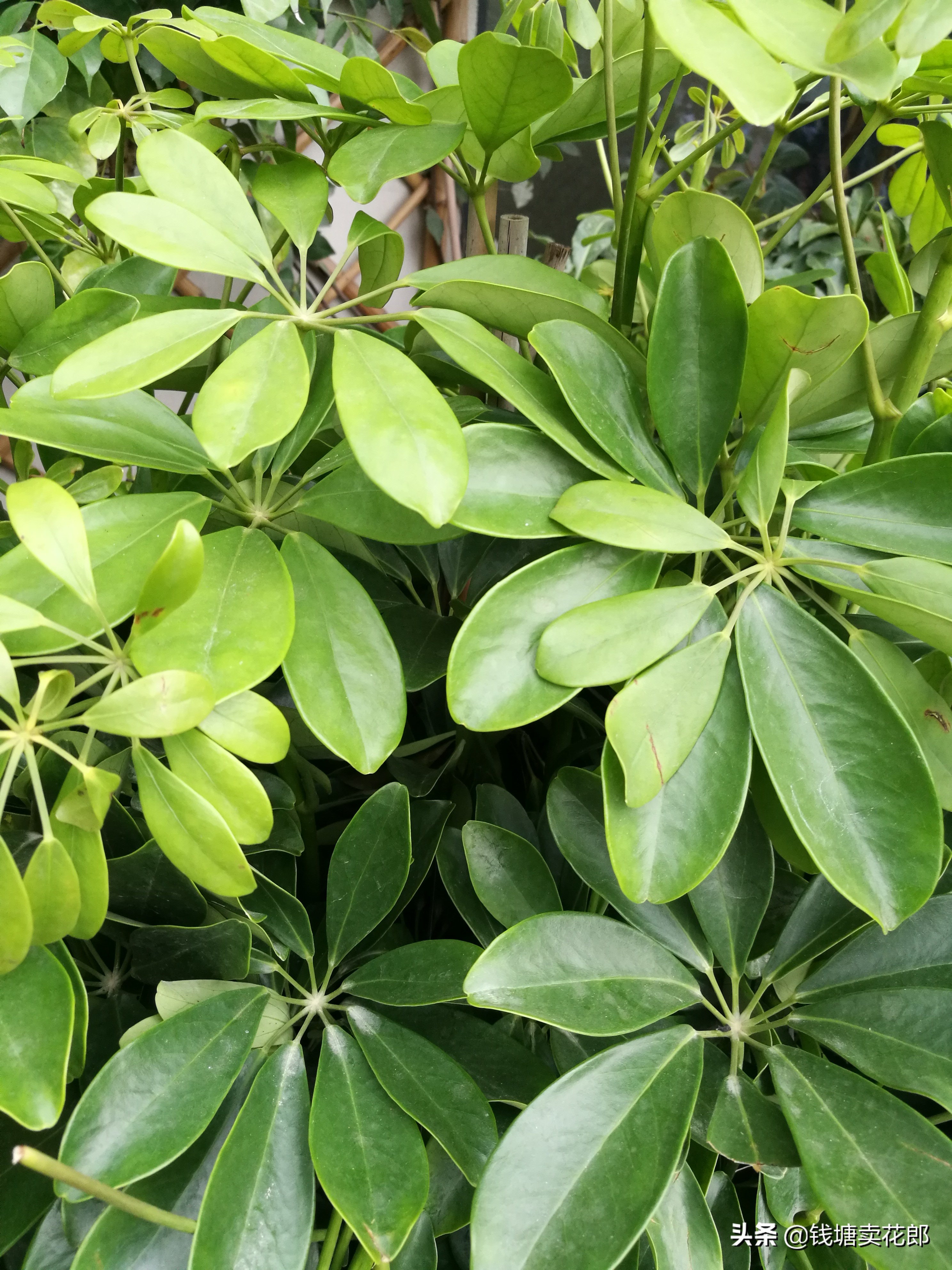 鸭掌木刚栽上叶子耷拉变软怎么办,鸭掌木叶子耷拉变软也不长怎么办