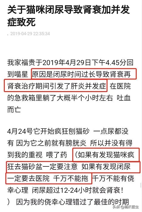 猫在被子里憋死,猫在体内就憋死了