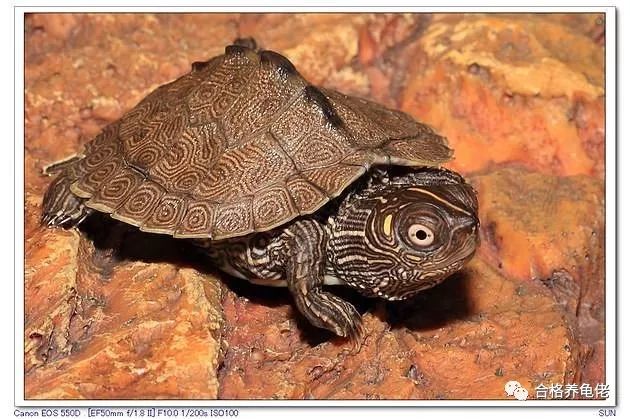 龟中二哈是什么龟,地图龟二哈行为