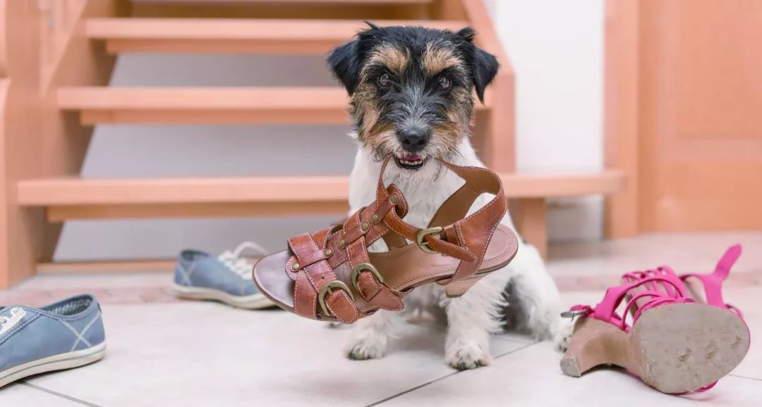 狗狗咬人扑人,狗狗扑人咬人行为纠正方法