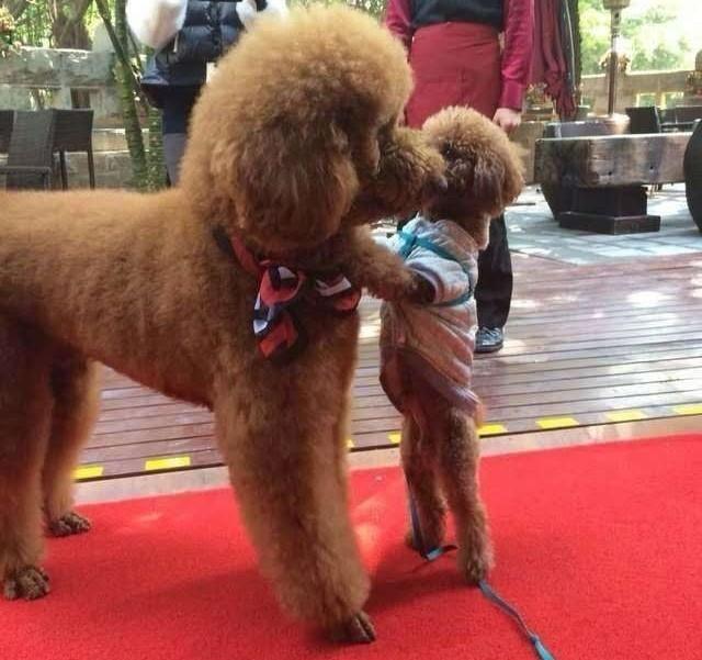 家里边养的巨型泰迪,养巨型泰迪什么体验最好