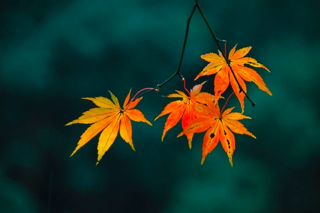 杭州必打卡景点人气榜,杭州旅游必须去的十大景点推荐